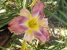 r4,13-fl=17cm