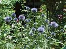 Echinops bannaticus-10 lei