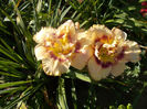 r5,8-my friend wayne-fl=17cm