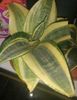Sansevieria trifasciata  Golden Hahnii dwarff