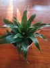 Dracena