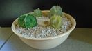Grup de 4 Astrophytum
