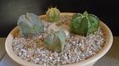 Grup de 4 Astrophytum
