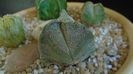 Astrophytum myriostigma v. tricostatum