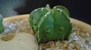 Astrophytum myriostigma hb. Fukuriyu x Marginata