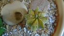 Astrophytum myriostigma hb. (clorofil-deficitar)