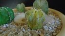 Astrophytum myriostigma hb. (clorofil-deficitar)