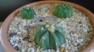 Grup de 3 Astrophytum