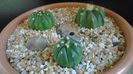 Grup de 3 Astrophytum