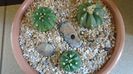 Grup de 3 Astrophytum