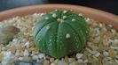 Astrophytum asterias hb. (floare rosie)