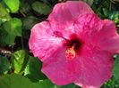 Grecia Pink