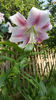 lilium orientale "Anastasia"