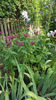 monarda didyma(menta indiana)
