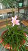 zephyranthes rosa