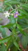lycium chinensis