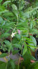 lycium chinensis