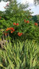 campsis radicans(luleaua turcului)