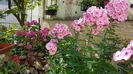 Phlox