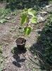 Hibiscus moschetous roșu 25 lei