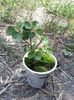Abutilon galben 25 lei