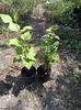 Hibiscus de gradina alb 30 lei ambi