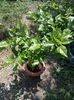 Hibiscus roșu 50 lei