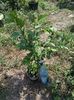 Hibiscus 35lei