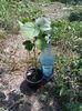 Abutilon portocaliu 35lei