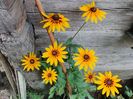 Rudbeckia