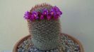 Mammillaria matudae