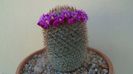 Mammillaria matudae
