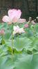 Lotus de Nil - Lotus de IndiaNelumbo nucifera