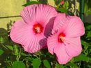 hibiscus Mauvelous