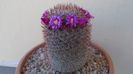 Mammillaria matudae