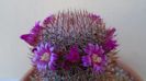 Mammillaria matudae