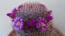 Mammillaria matudae