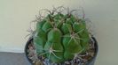 Gymnocalycium pflanzii v.zegarrae