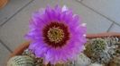 Echinocereus reichenbachii ssp. baileyi (-30C)