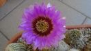 Echinocereus reichenbachii ssp. baileyi (-30C)