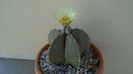Astrophytum myriostigma v. nudum (Hekiran in jp.)