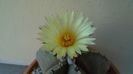 Astrophytum myriostigma v. nudum (Hekiran in jp.)