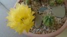 Echinocereus subinermis (-2 C)