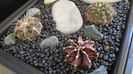 Grup de 3 Gymnocalycium