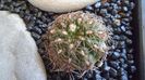Gymnocalycium mesopotamicum