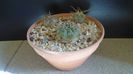 Grup de 3 Gymnocalycium