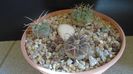 Gymnocalycium spegazzinii ssp. sarkae, KP54, San Felipe, Argentina