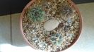 Grup de 3 Gymnocalycium
