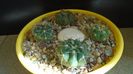 Gymnocalycium castellanosii