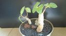 Ficus abutilifolia & Ficus burkei
